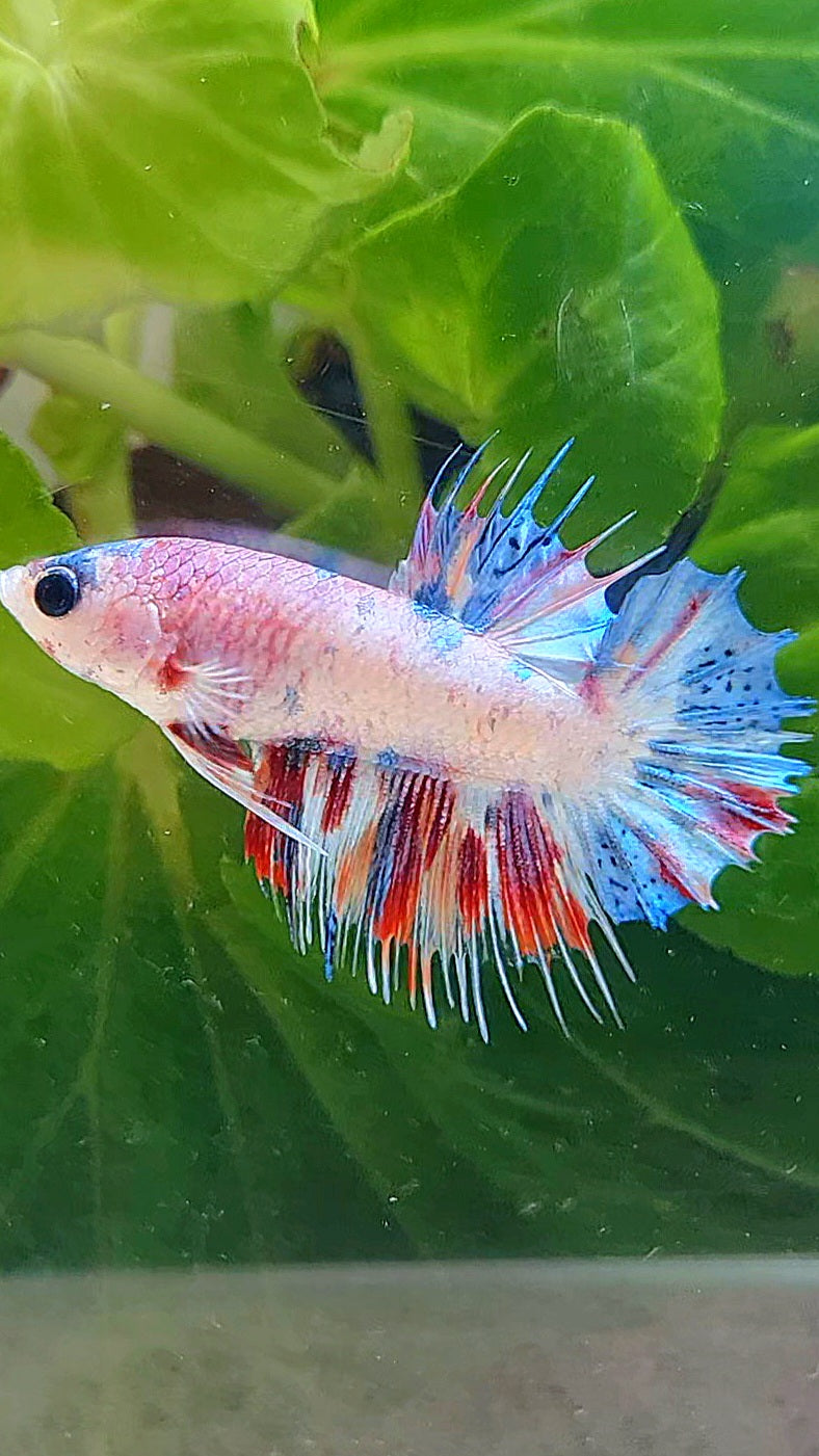 CROWNTAIL PLAKAT CANDY MULTICOLOR BETTA FISH