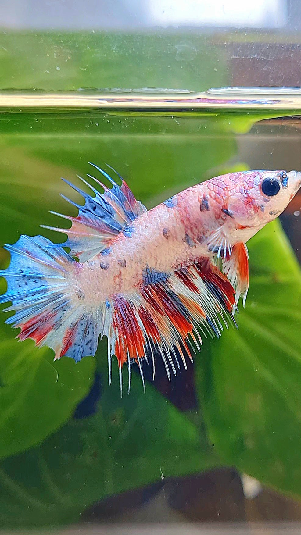 CROWNTAIL PLAKAT CANDY MULTICOLOR BETTA FISH