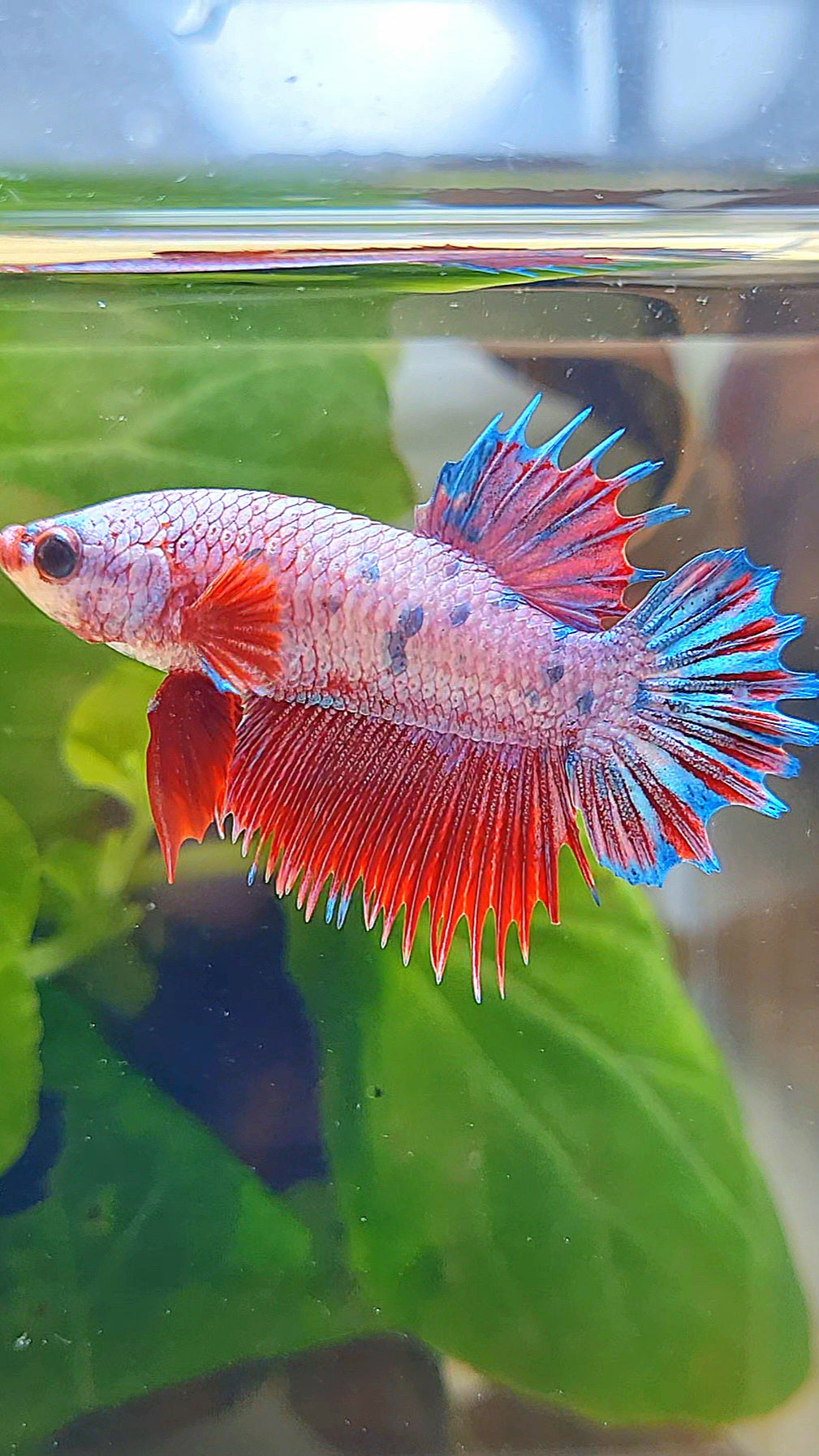CROWNTAIL PLAKAT PINK FANCY FLAMINGGO DOTS BETTA FISH