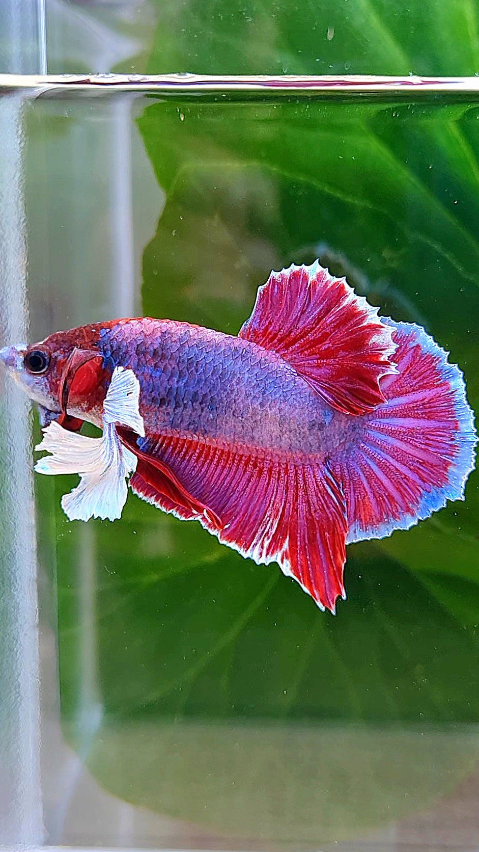 PLAKAT DUMBO EAR PURPLE MASCOT BETTA FISH