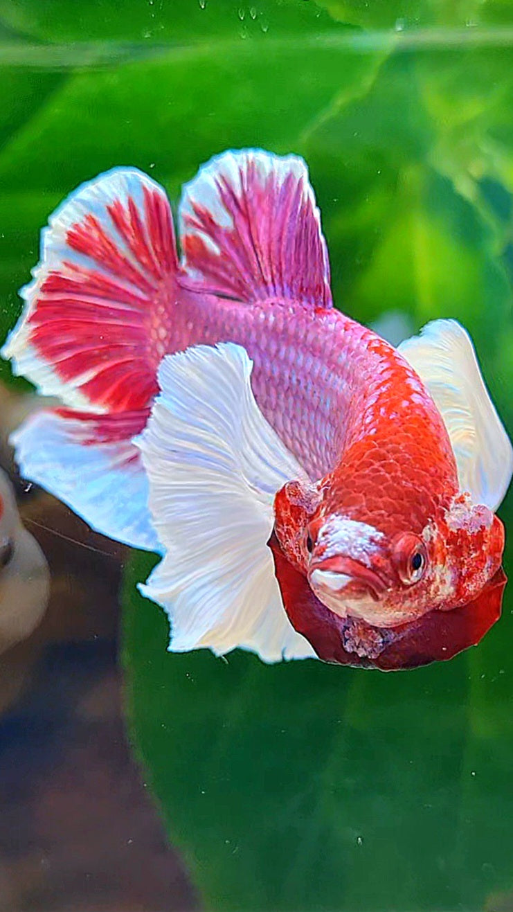 PLAKAT DUMBO EAR PURPLE LAVENDER BETTA FISH