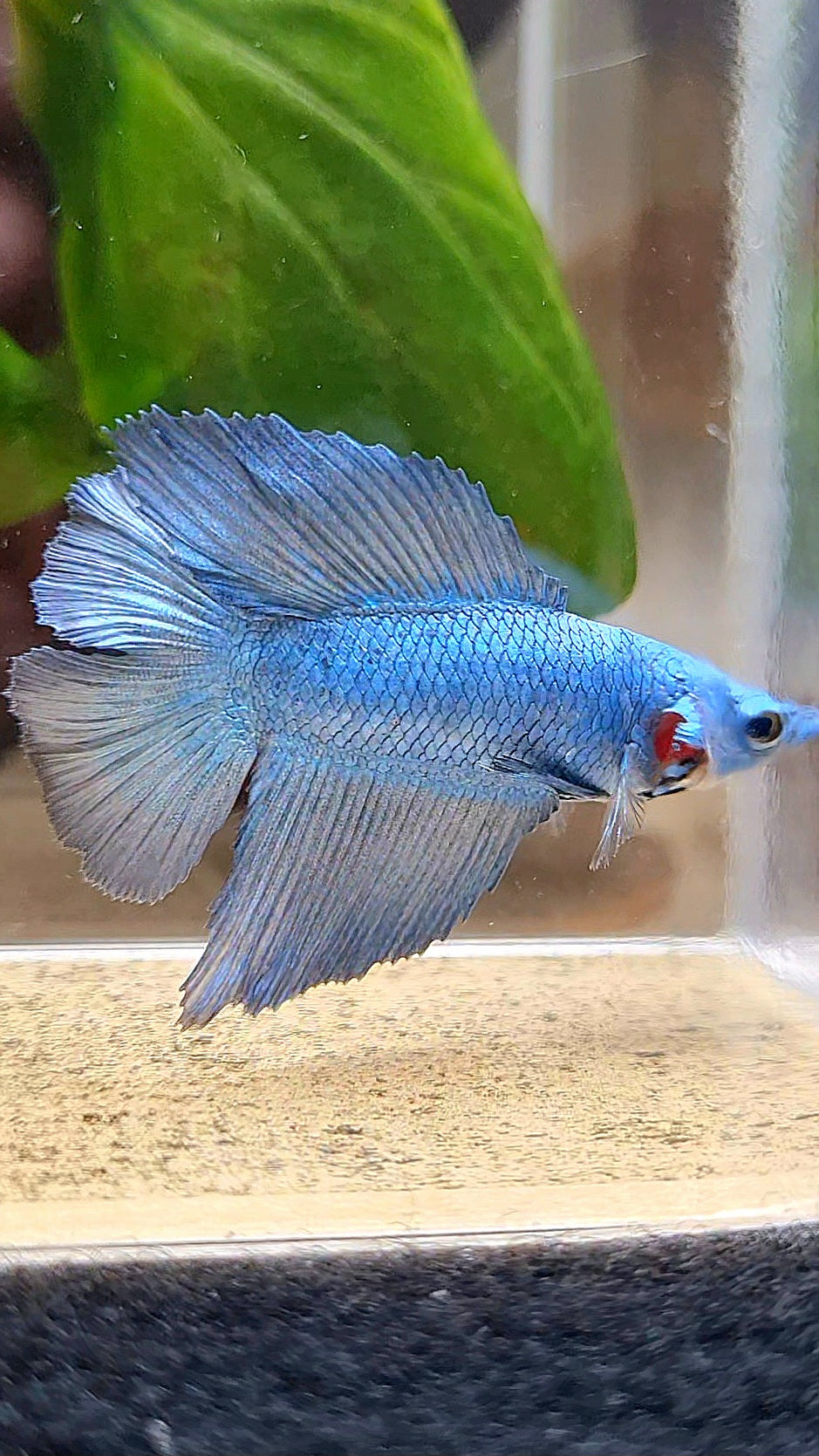 HALFMOON DOUBLE TAIL BLUE BETTA FISH