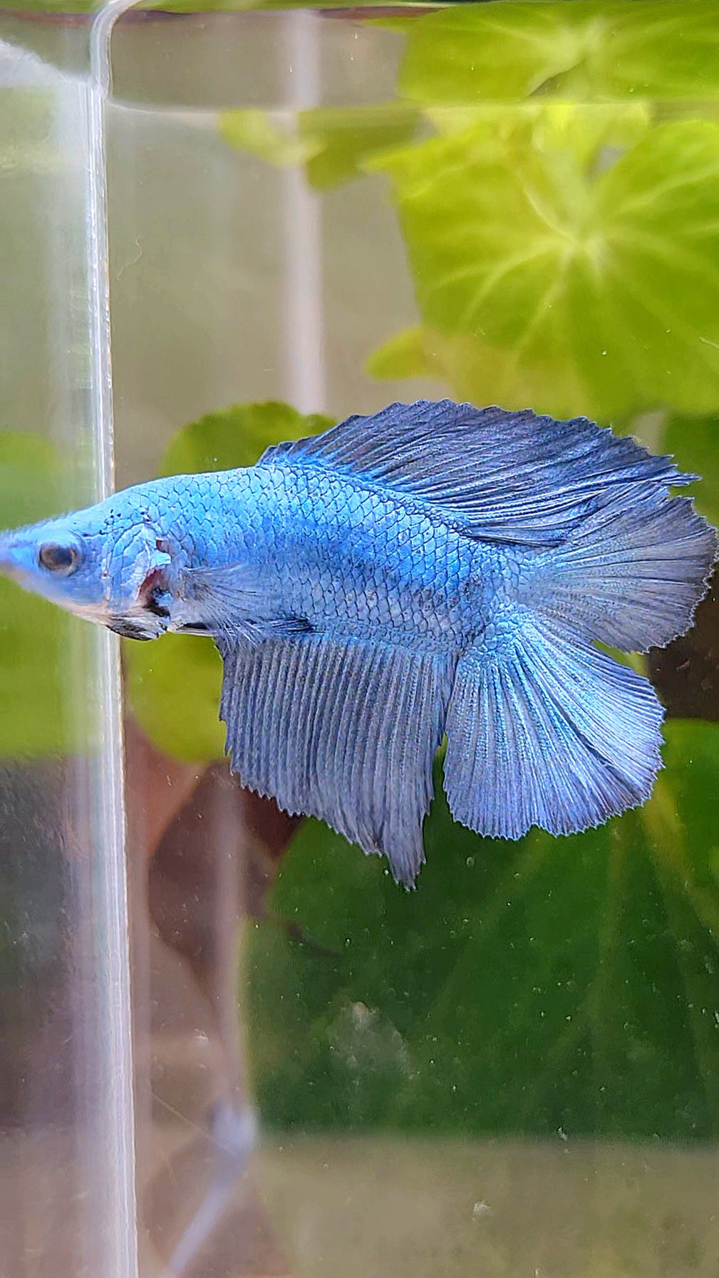 HALFMOON DOUBLE TAIL BLUE BETTA FISH