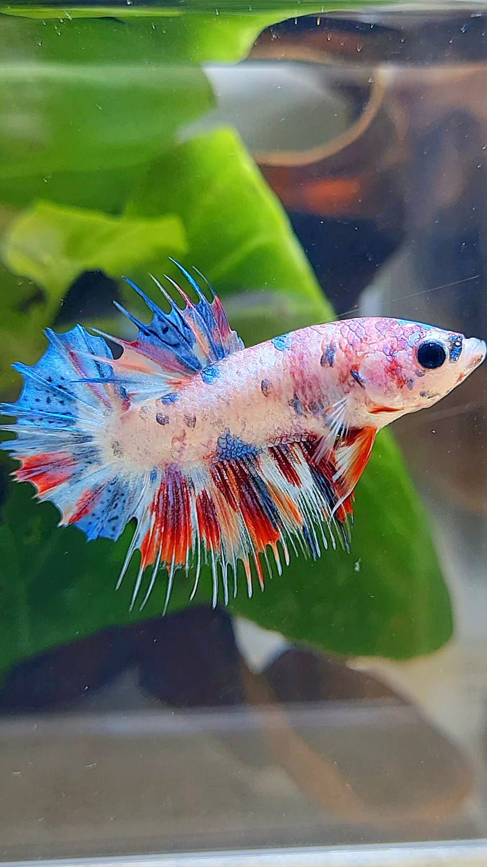 CROWNTAIL PLAKAT CANDY MULTICOLOR BETTA FISH