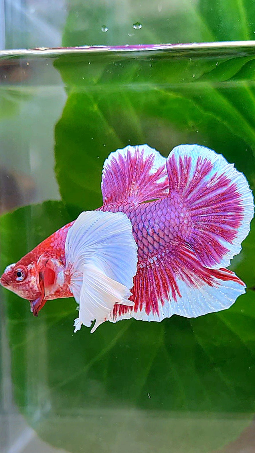 PLAKAT DUMBO EAR PURPLE LAVENDER BETTA FISH