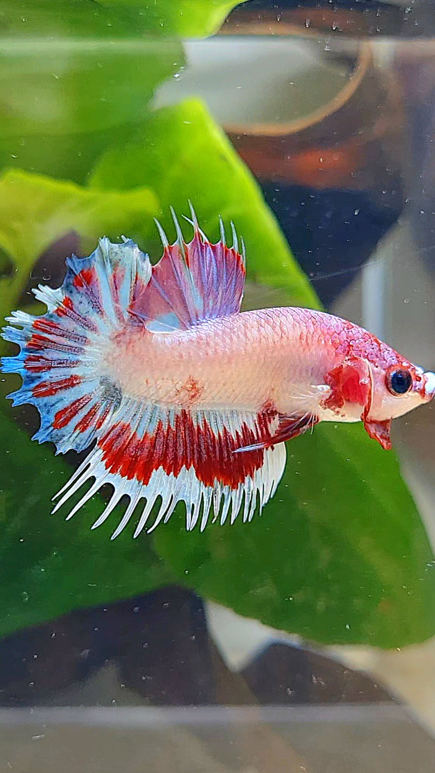 CROWNTAIL PLAKAT AOC PINK PATTERN UNIQUE BETTA FISH