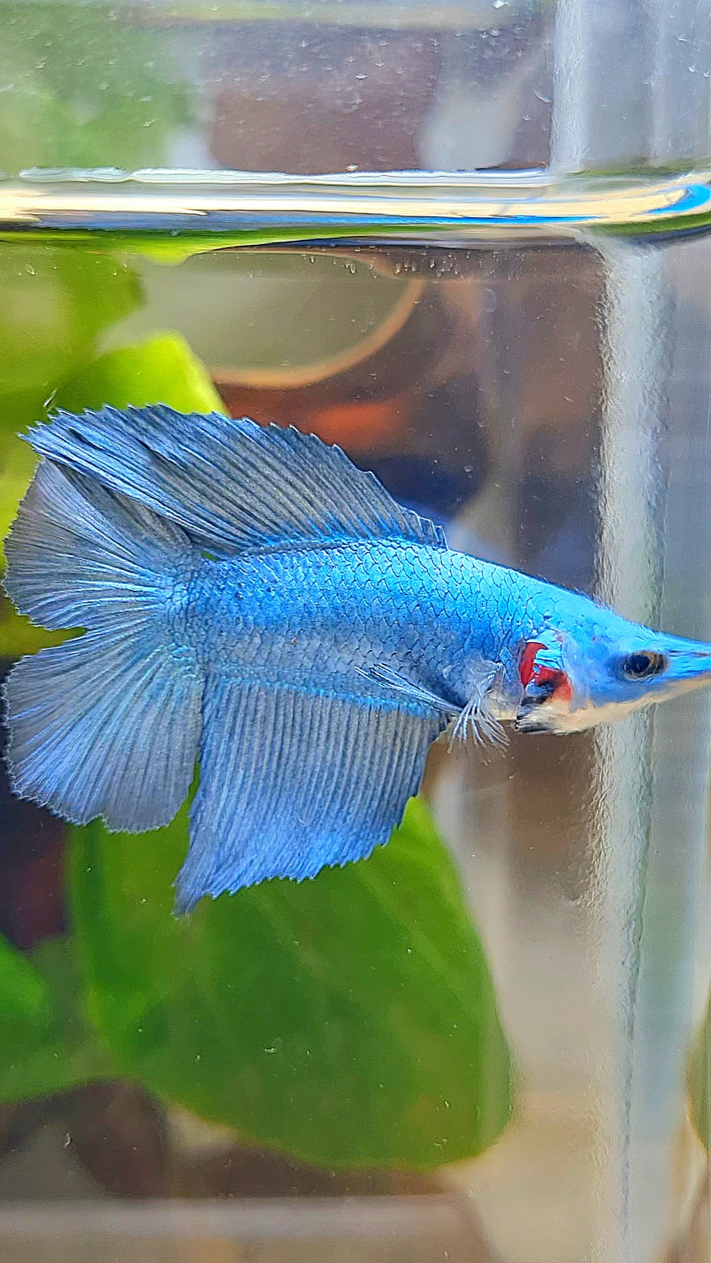 HALFMOON DOUBLE TAIL BLUE BETTA FISH