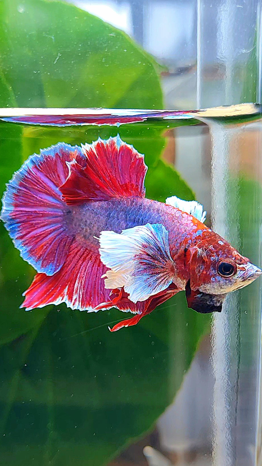 PLAKAT DUMBO EAR PURPLE MASCOT BETTA FISH