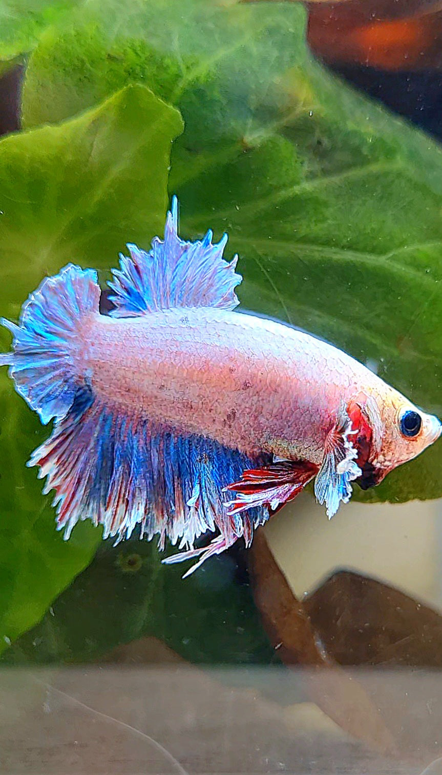 PLAKAT FEATHER TAIL DUMBO EAR GRIZZLE BETTA FISH
