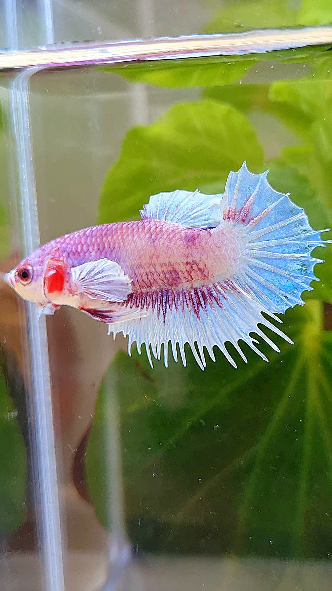 CROWNTAIL PLAKAT BIG EAR PINK WHITE FANCY BETTA FISH