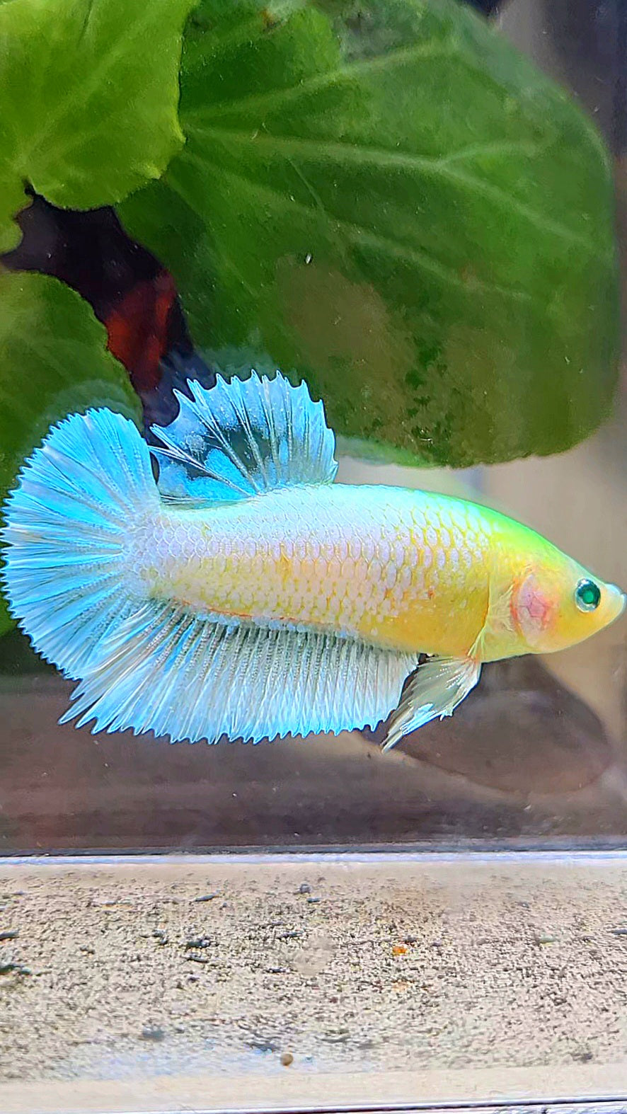 PLAKAT HULK NEON WHITE BLUE SKY UNIQUE BETTA FISH
