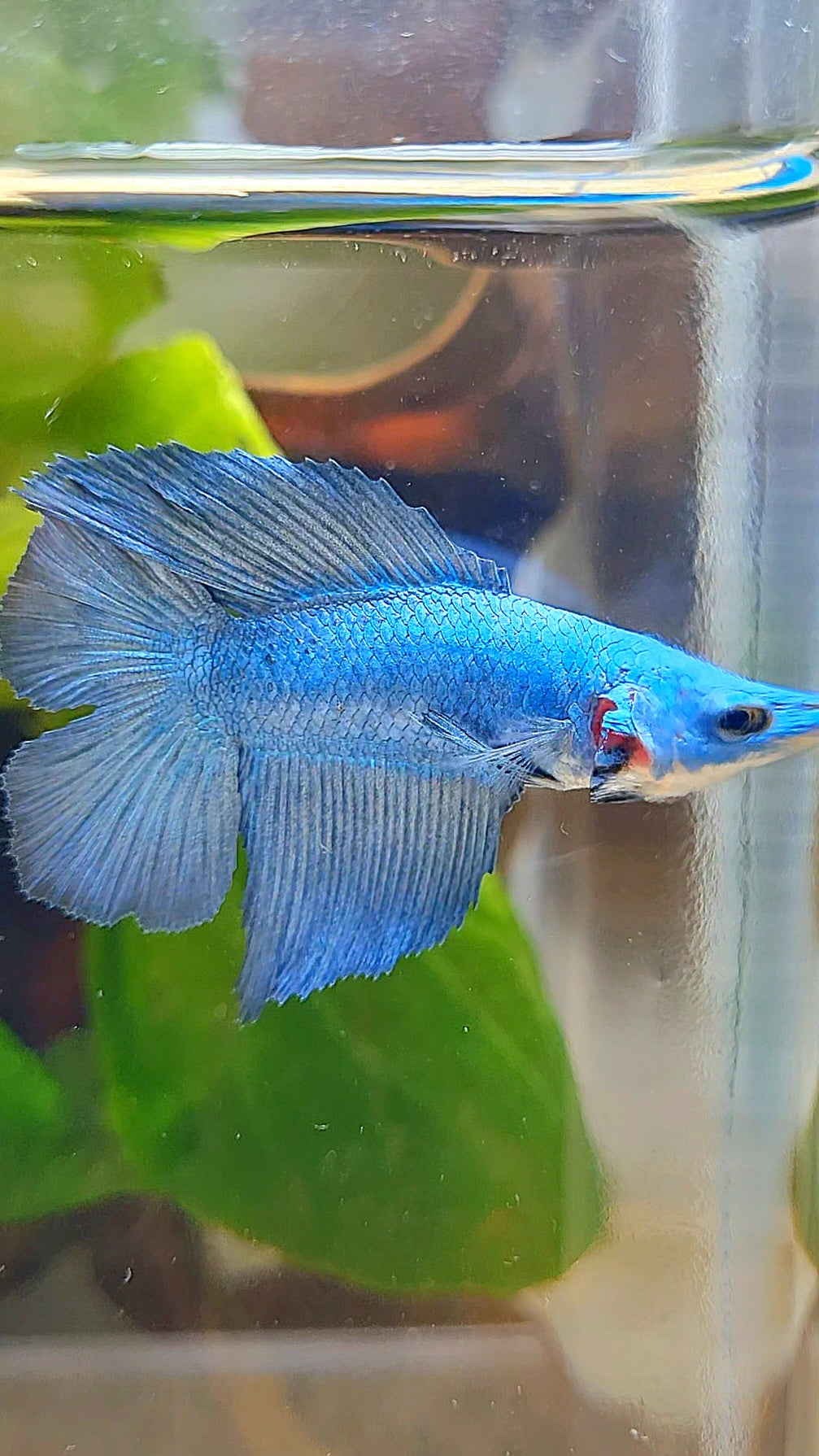 HALFMOON DOUBLE TAIL BLUE BETTA FISH