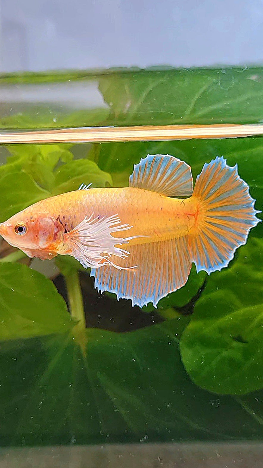 FEMALE HALFMOON DUMBO EAR ORANGE BETTA FISH
