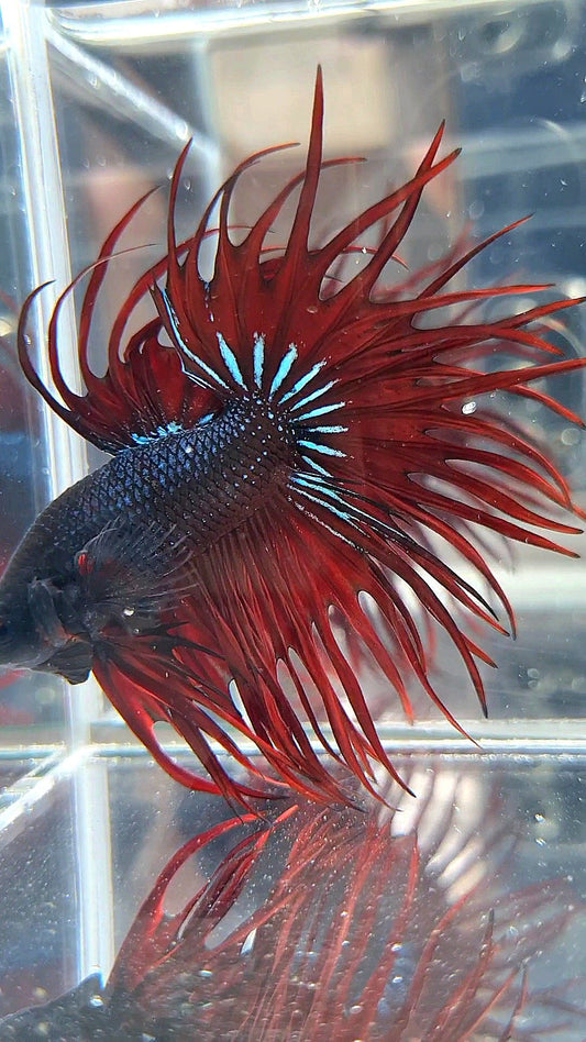 LUXURY XL KING CROWNTAIL BLACK RED VAMPIRE BETTA FISH