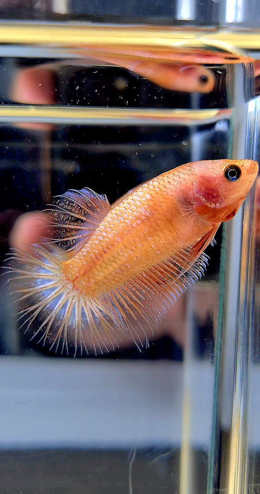 FEMALE PLAKAT CELLOPHANE TRANSPARENT BETTA FISH