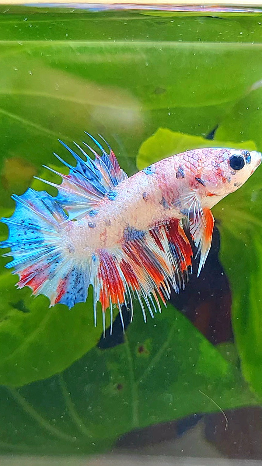CROWNTAIL PLAKAT CANDY MULTICOLOR BETTA FISH