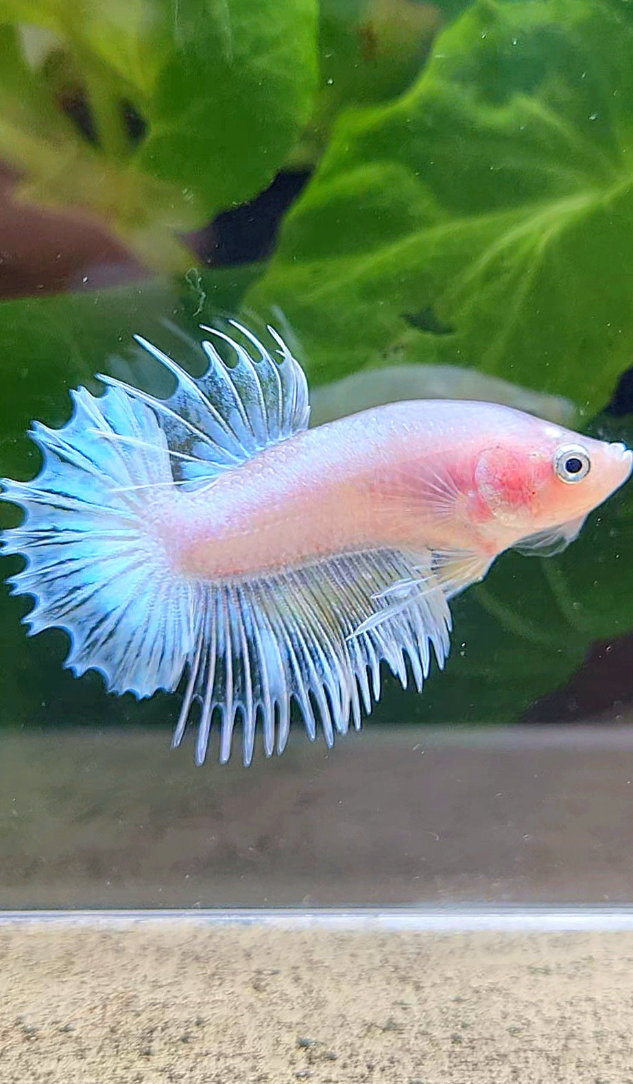 CROWNTAIL PLAKAT WHITE GLASS CELLOPHANE BETTA FISH