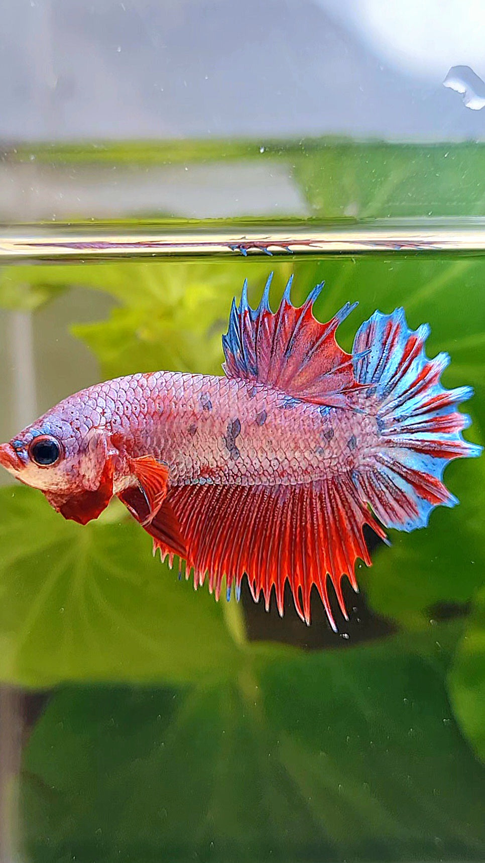 CROWNTAIL PLAKAT PINK FANCY FLAMINGGO DOTS BETTA FISH
