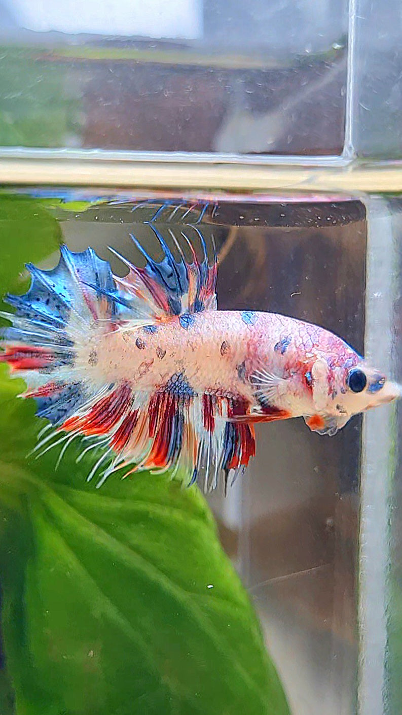 CROWNTAIL PLAKAT CANDY MULTICOLOR BETTA FISH