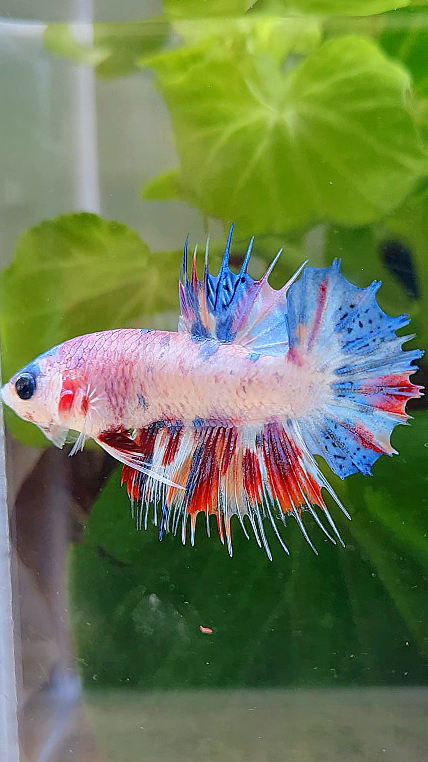 CROWNTAIL PLAKAT CANDY MULTICOLOR BETTA FISH