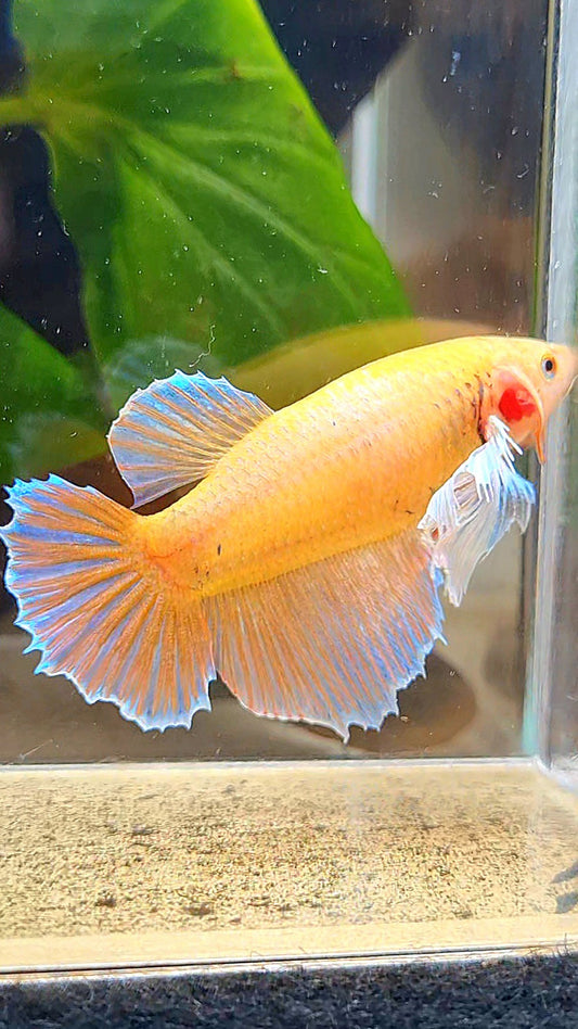FEMALE HALFMOON DUMBO EAR ORANGE BETTA FISH