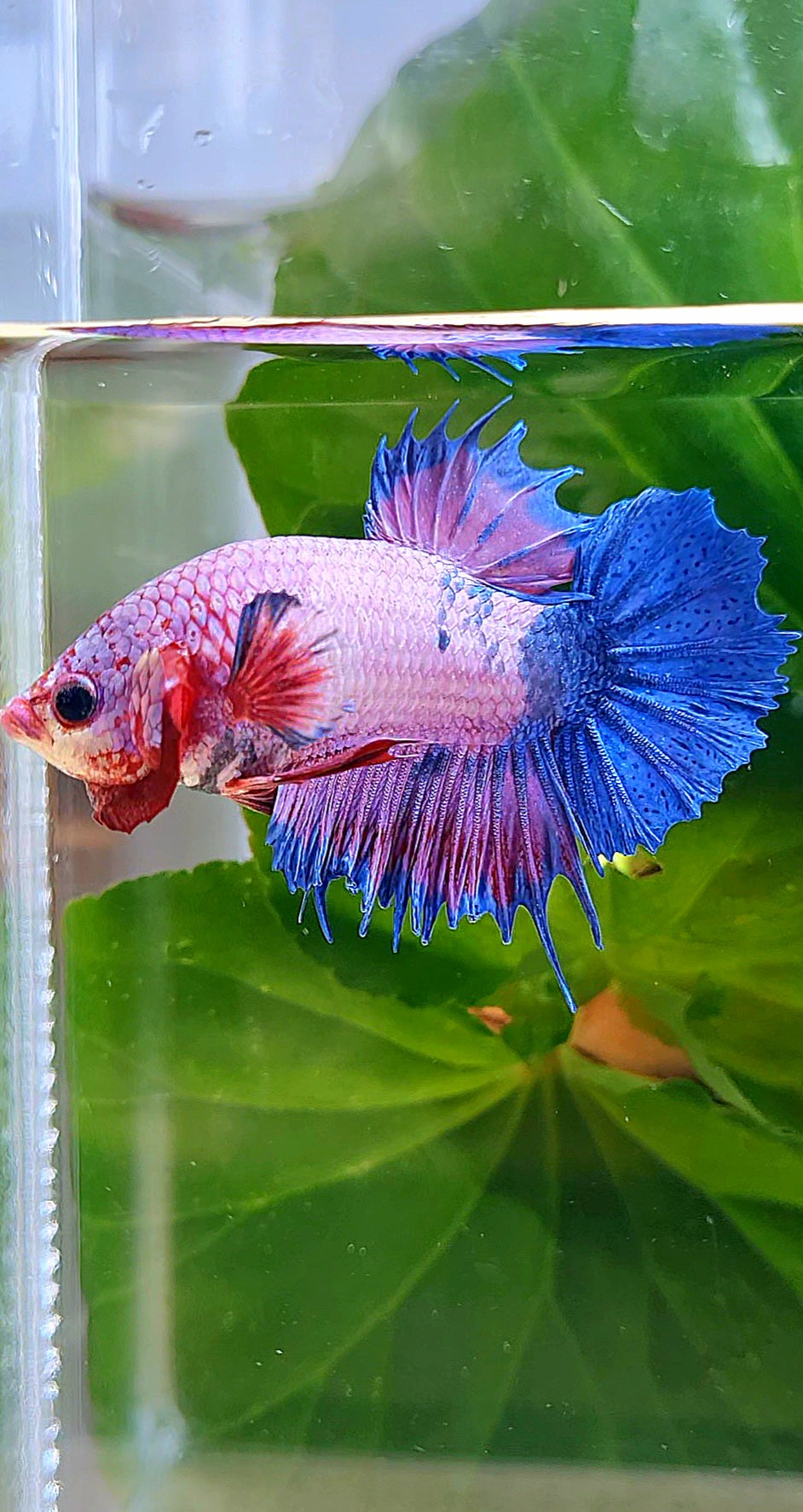 CROWNTAIL PLAKAT PURPLE BLUE FANCY BETTA FISH