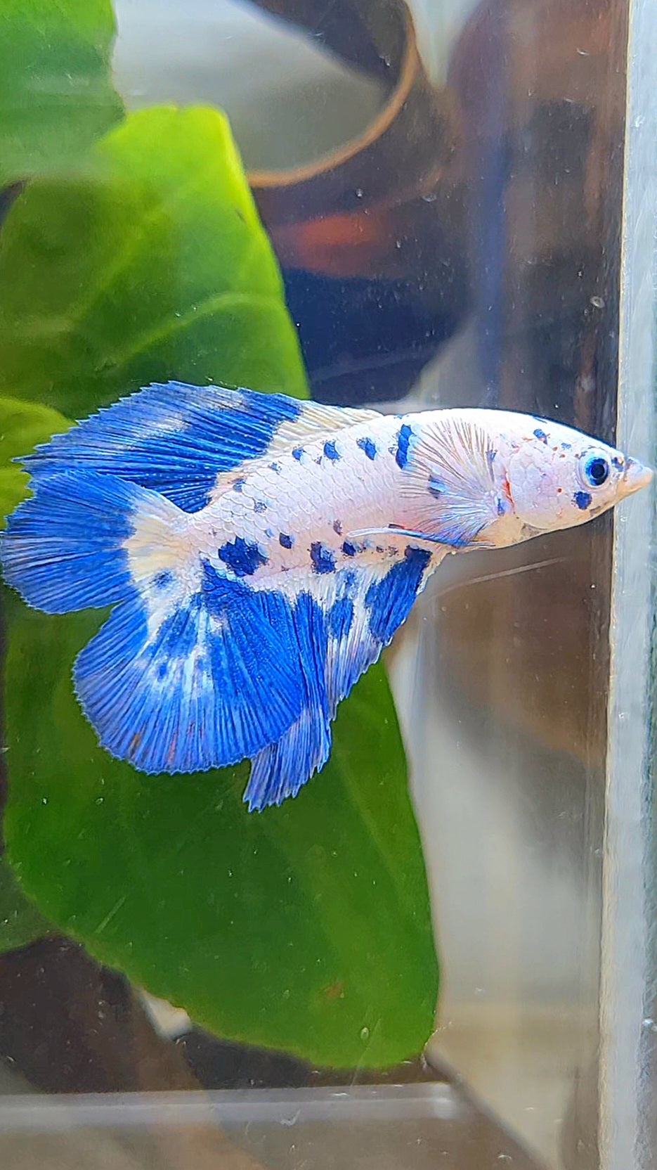 HALFMOON DOUBLE TAIL BLUE DOTS MARBLE BETTA FISH