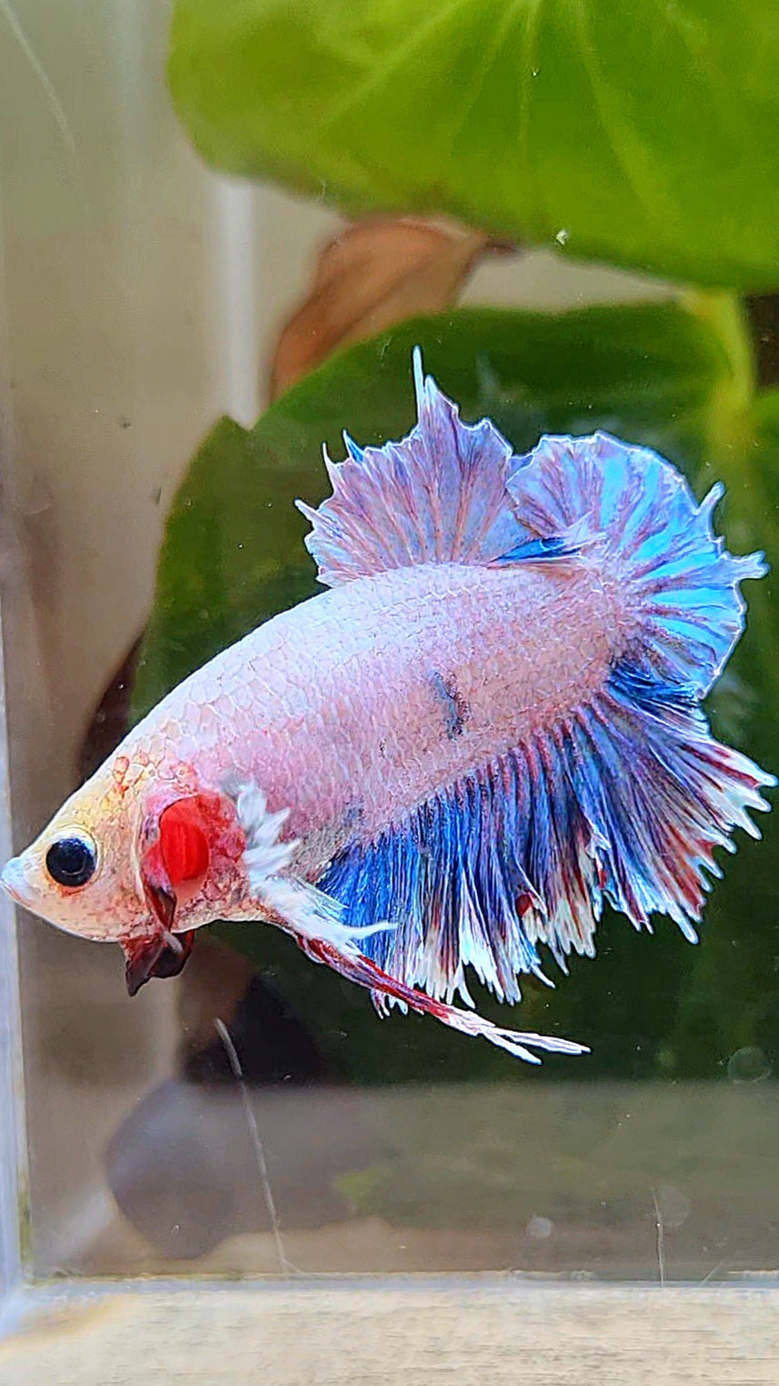 PLAKAT FEATHER TAIL DUMBO EAR GRIZZLE BETTA FISH