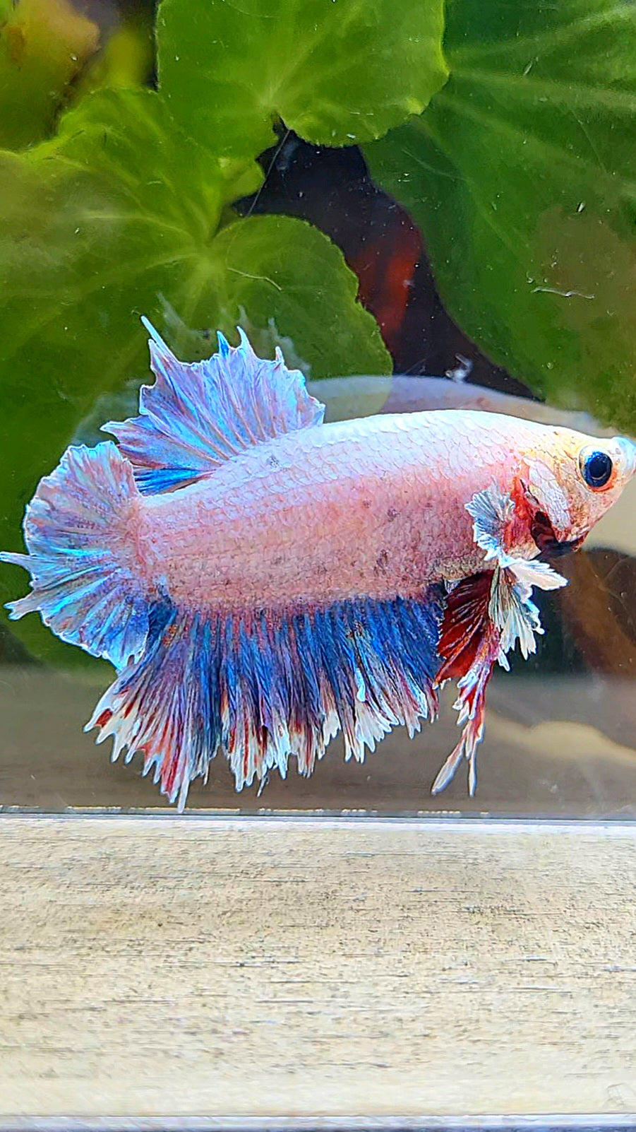PLAKAT FEATHER TAIL DUMBO EAR GRIZZLE BETTA FISH