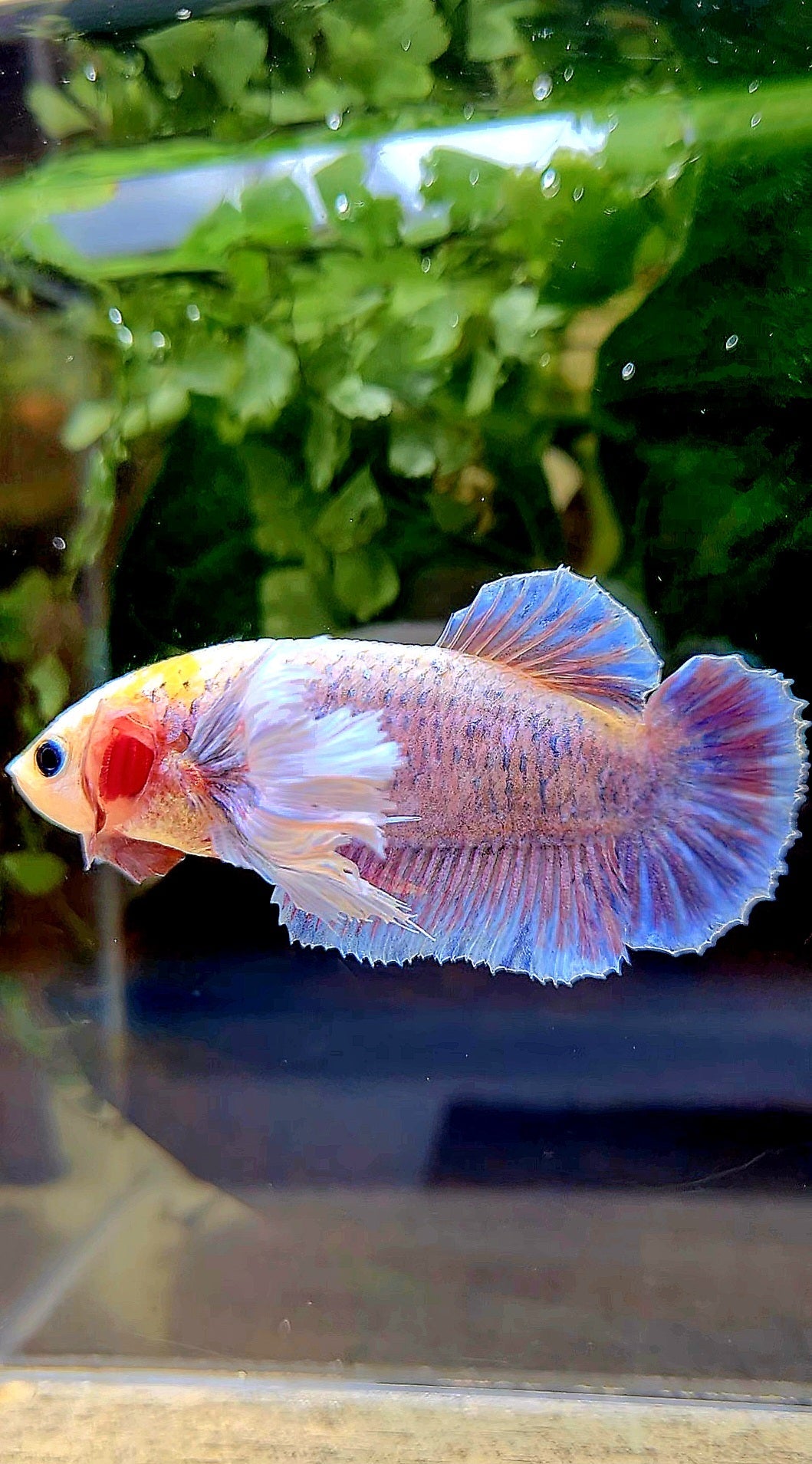 FEMALE KING PLAKAT DUMBO ONE EAR YELLOW MASCOT BETTA FISH