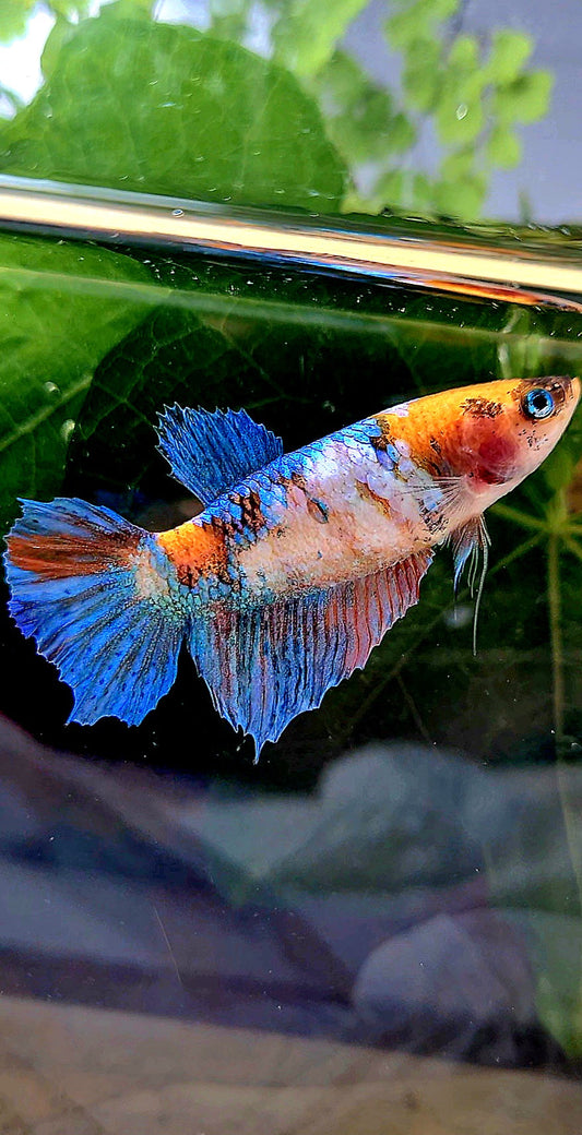 FEMALE HALFMOON GALAXY MULTICOLOR BETTA FISH