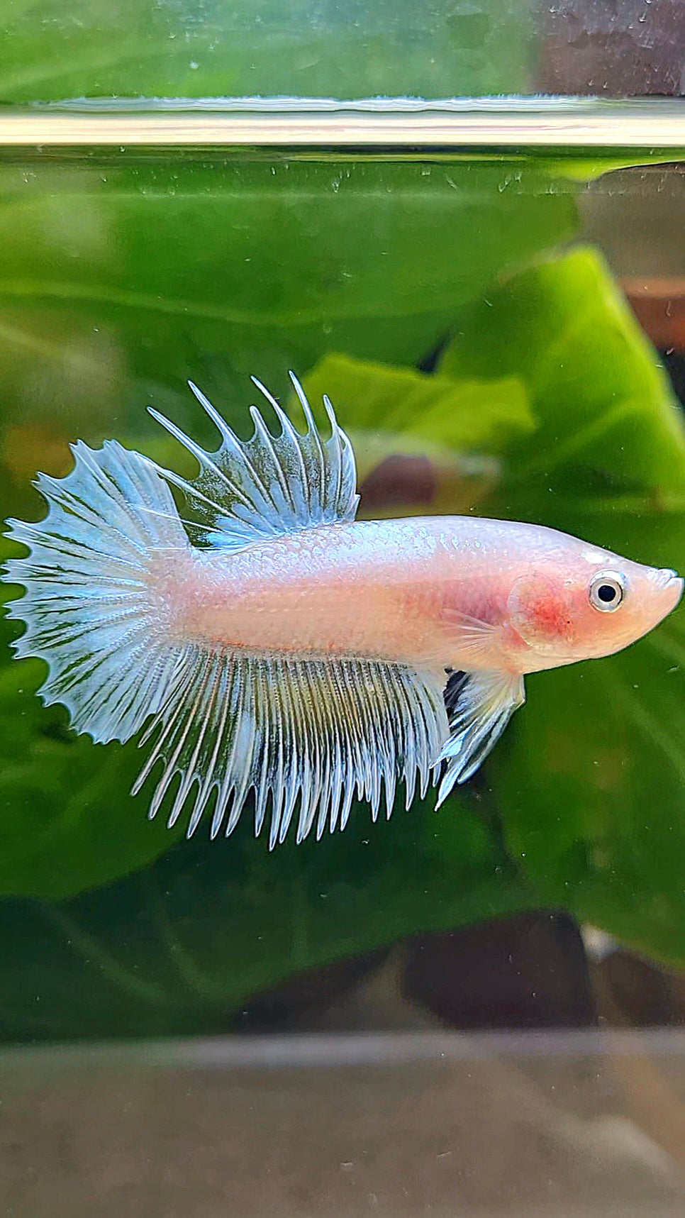 CROWNTAIL PLAKAT WHITE GLASS CELLOPHANE BETTA FISH