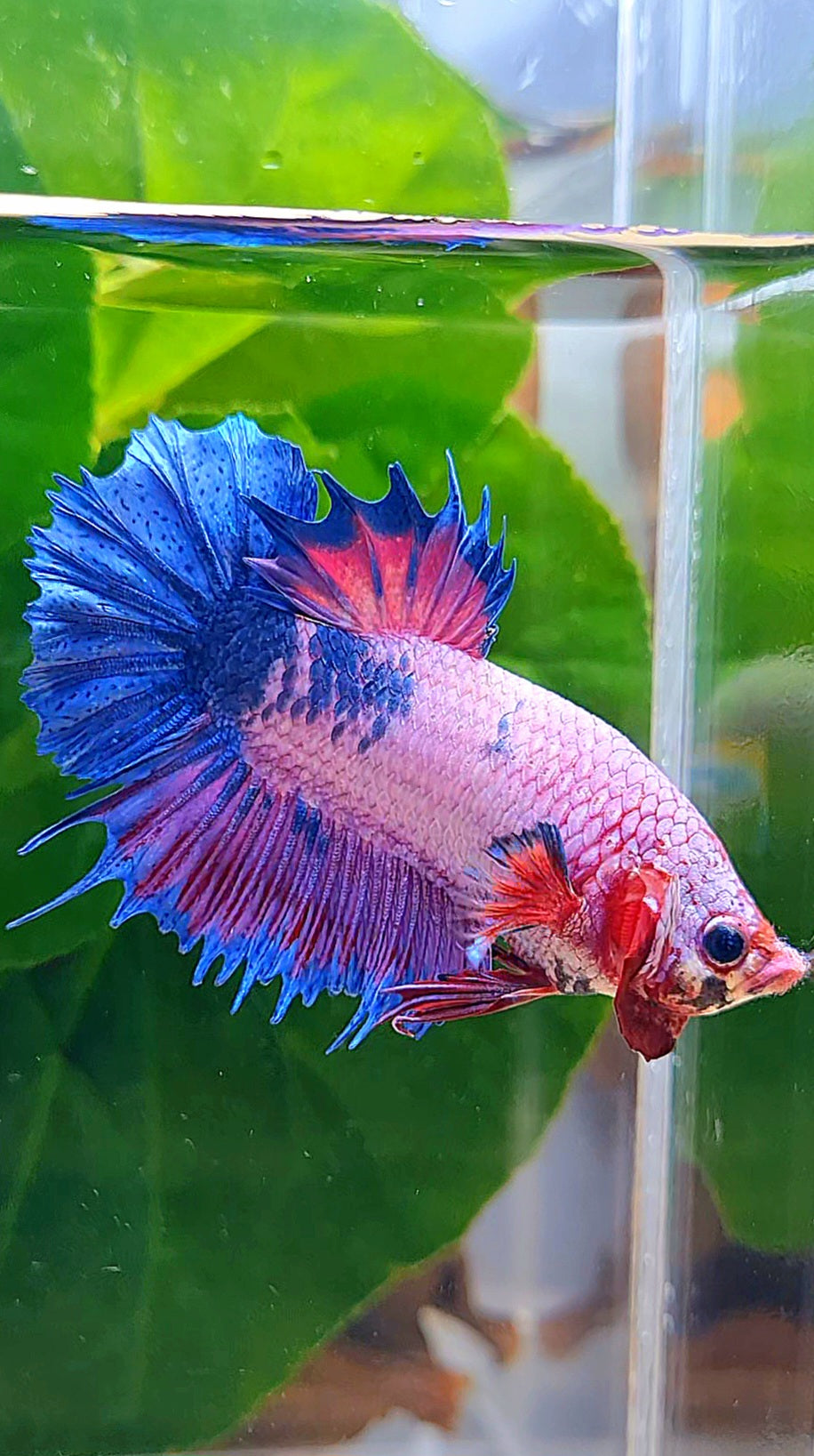 CROWNTAIL PLAKAT PURPLE BLUE FANCY BETTA FISH