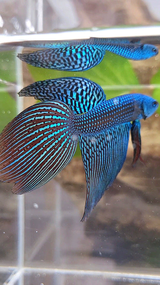 LONGFIN ALIEN GREEN BLUE HYBRID WILD BETTA FISH