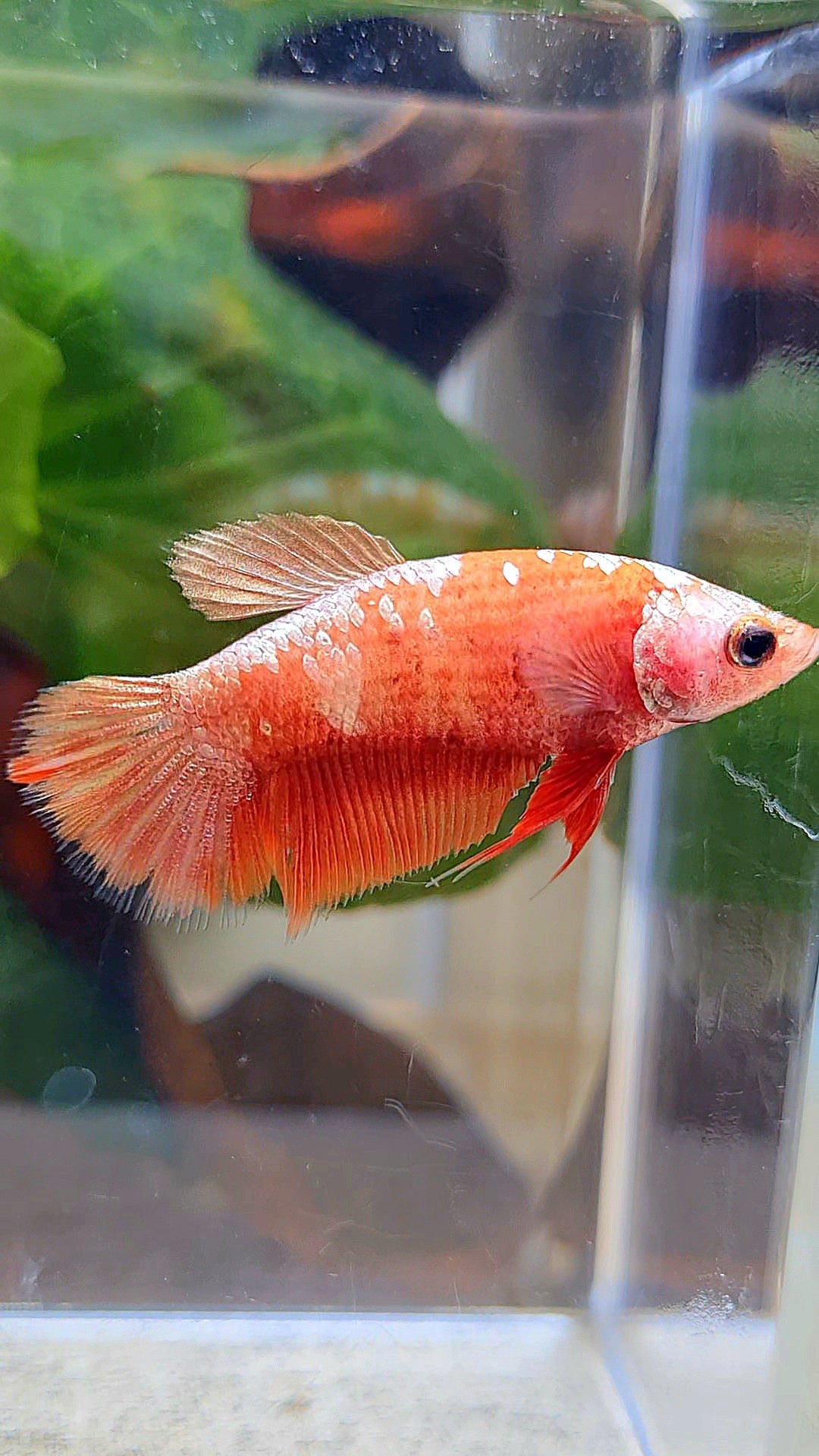FEMALE HALFMOON RED GOLD GALAXY RGG BETTA FISH