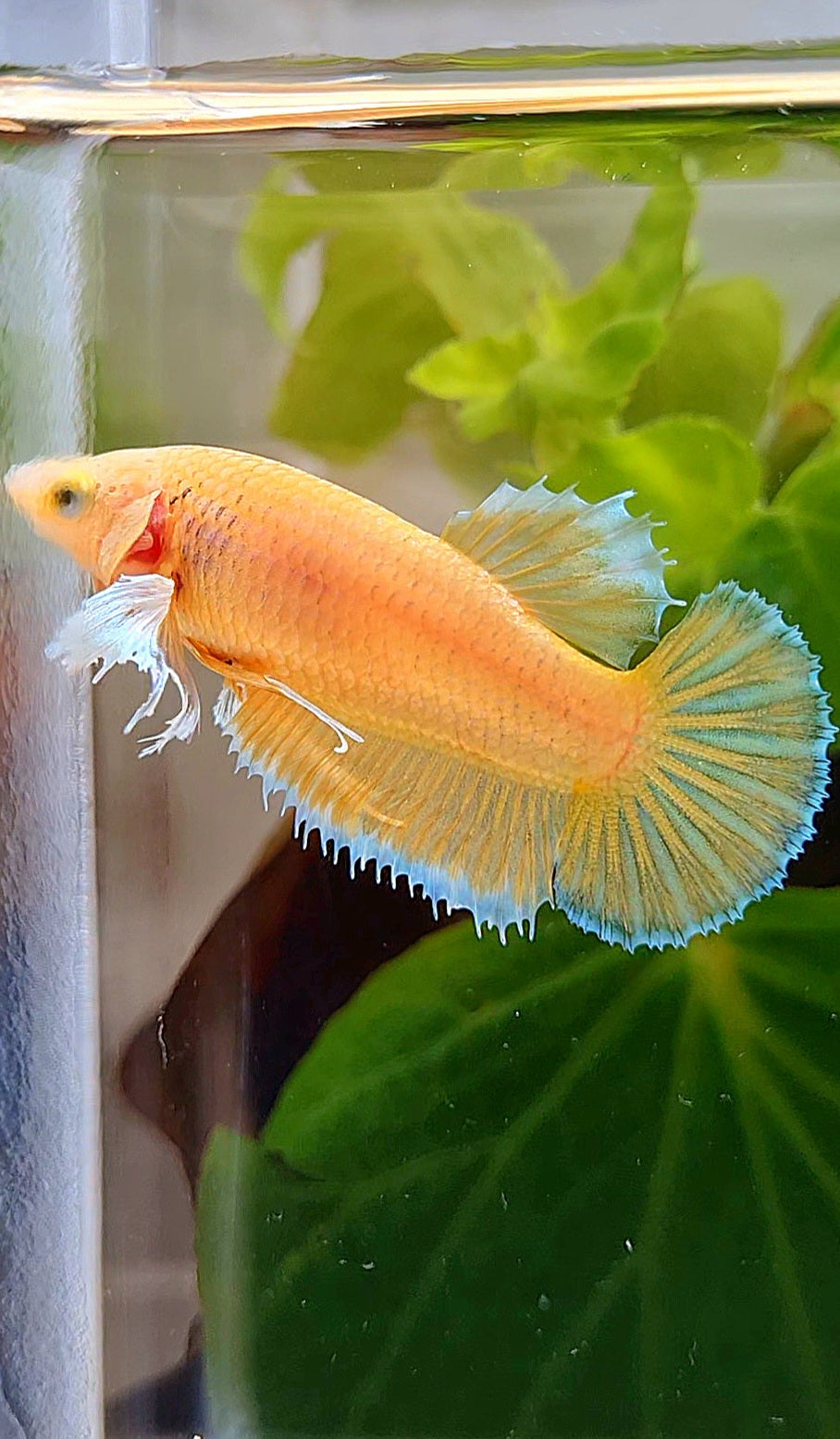 FEMALE PLAKAT DUMBO EAR GOLD BETTA FISH