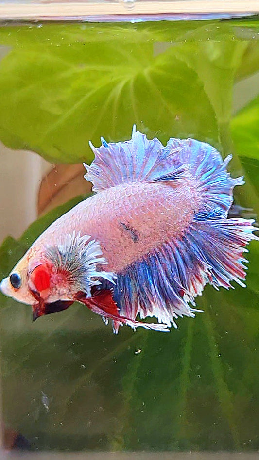 PLAKAT FEATHER TAIL DUMBO EAR GRIZZLE BETTA FISH