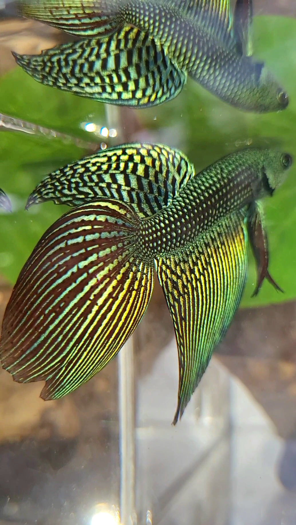 LONGFIN ALIEN GREEN BLUE HYBRID WILD BETTA FISH