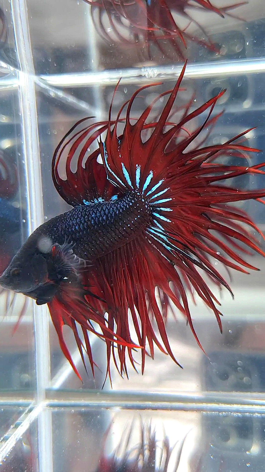 LUXURY XL KING CROWNTAIL BLACK RED VAMPIRE BETTA FISH