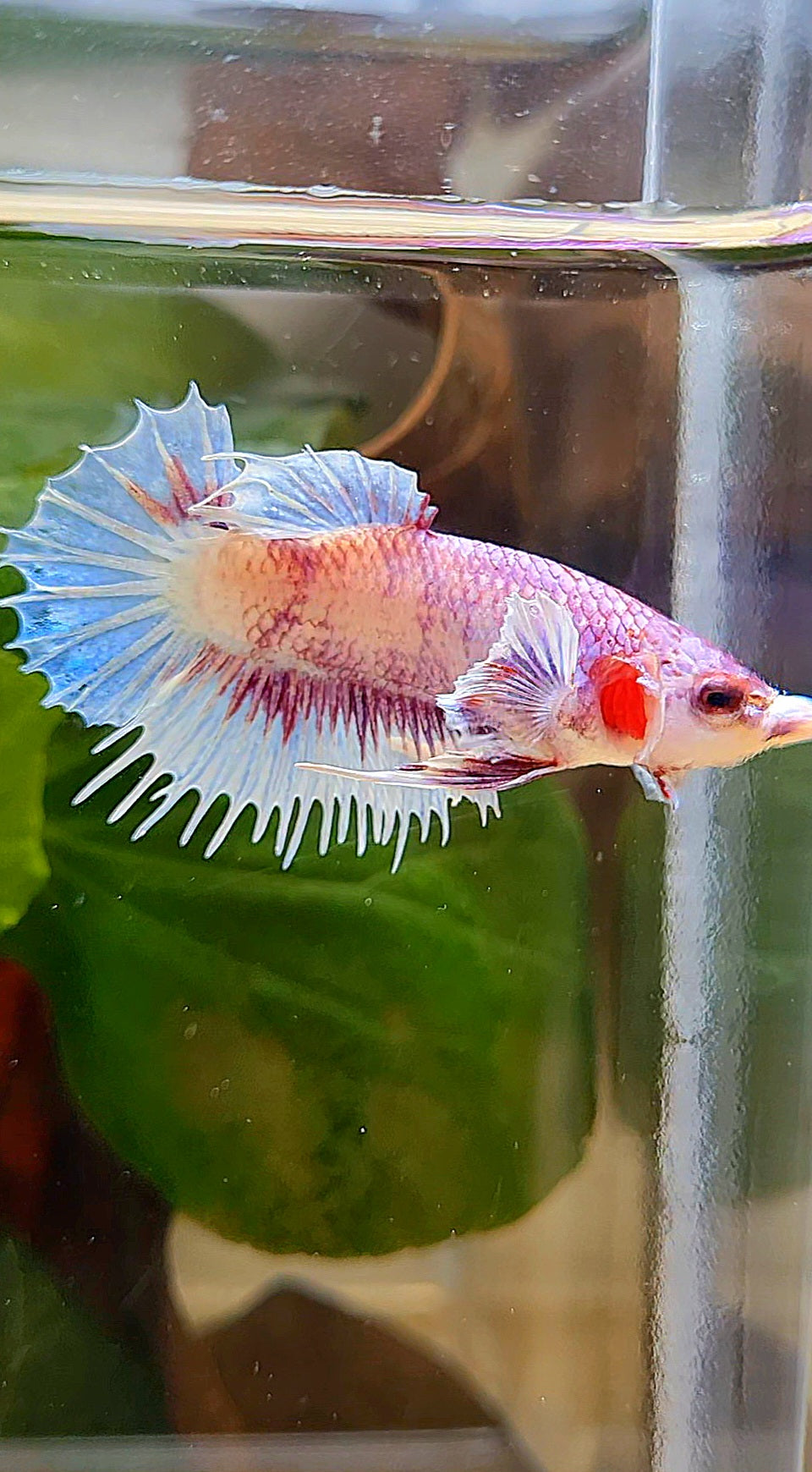 CROWNTAIL PLAKAT BIG EAR PINK WHITE FANCY BETTA FISH