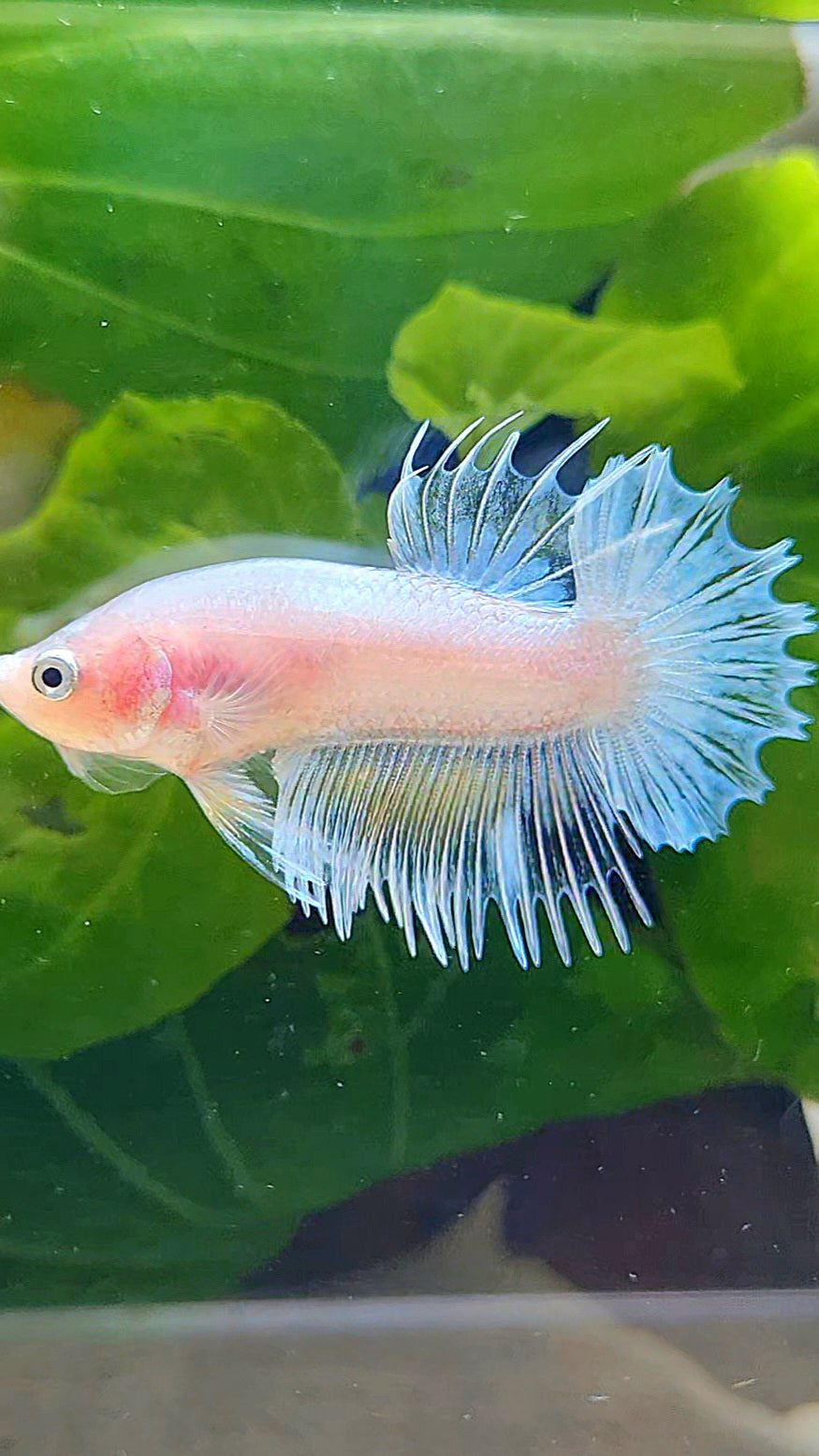 CROWNTAIL PLAKAT WHITE GLASS CELLOPHANE BETTA FISH