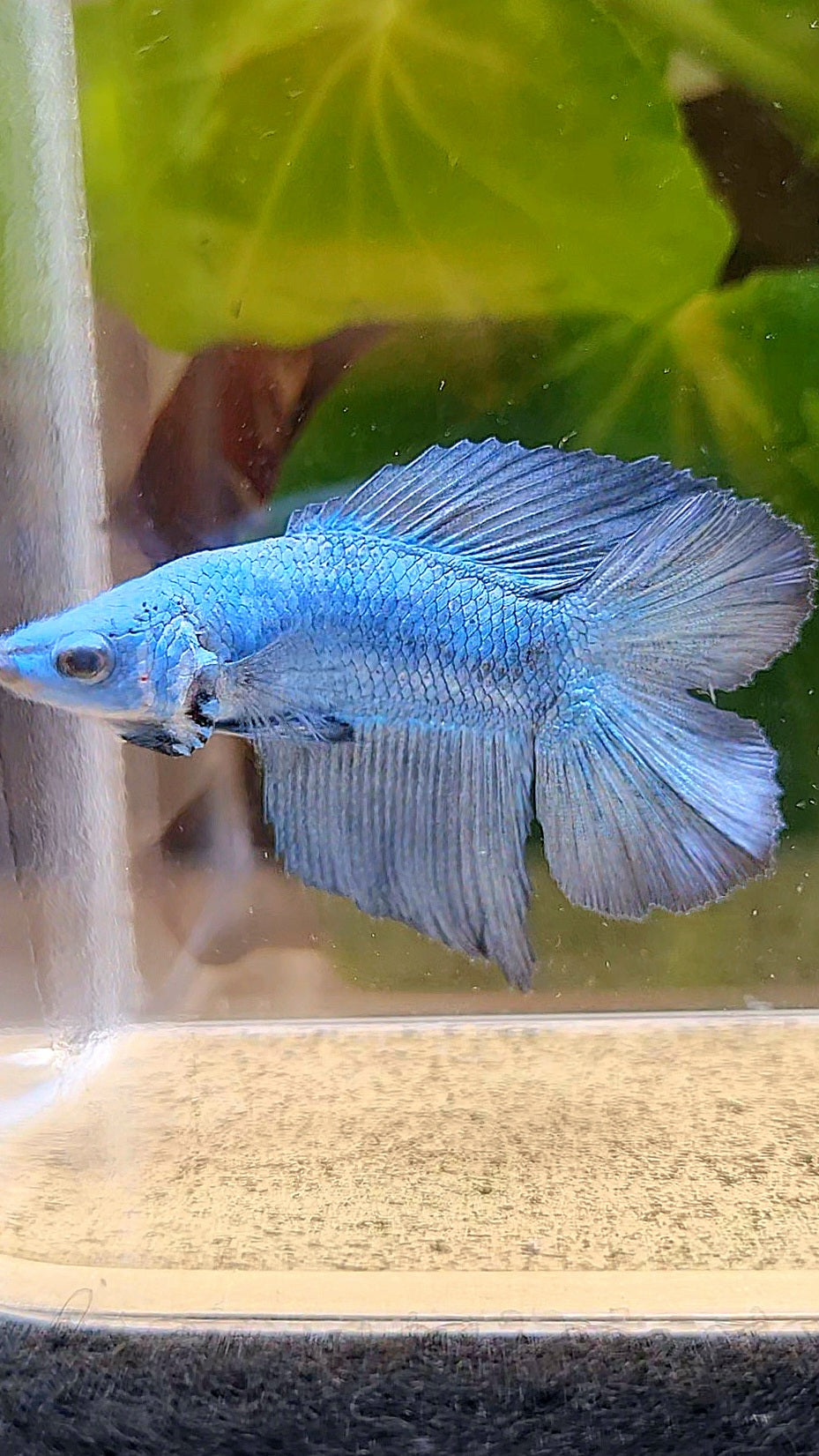 HALFMOON DOUBLE TAIL BLUE BETTA FISH