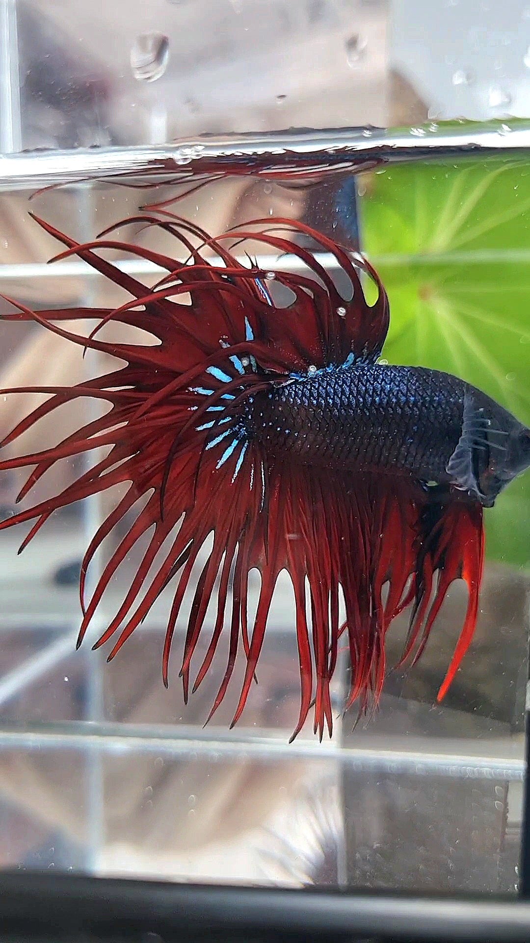 LUXURY XL KING CROWNTAIL BLACK RED VAMPIRE BETTA FISH