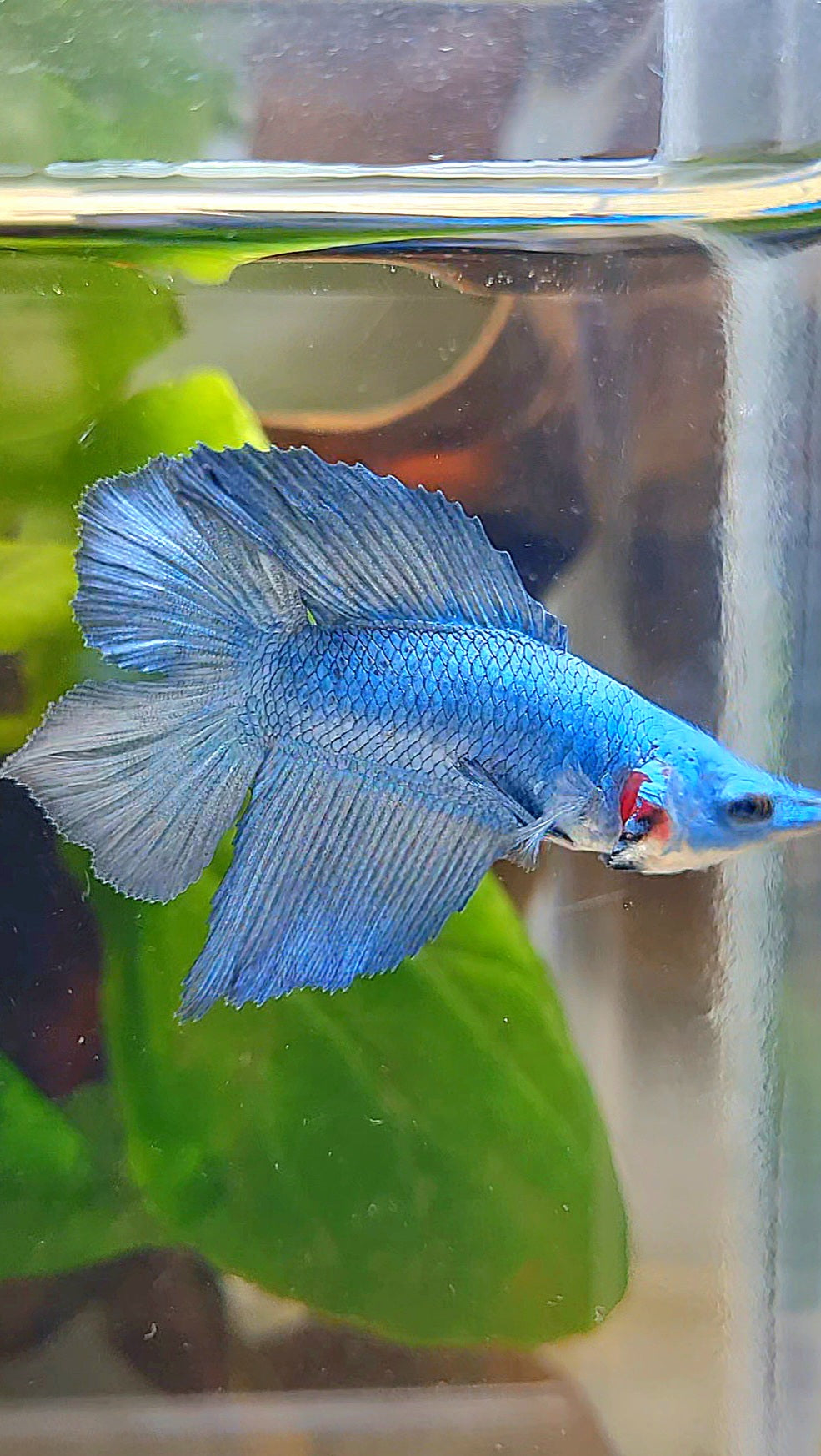 HALFMOON DOUBLE TAIL BLUE BETTA FISH