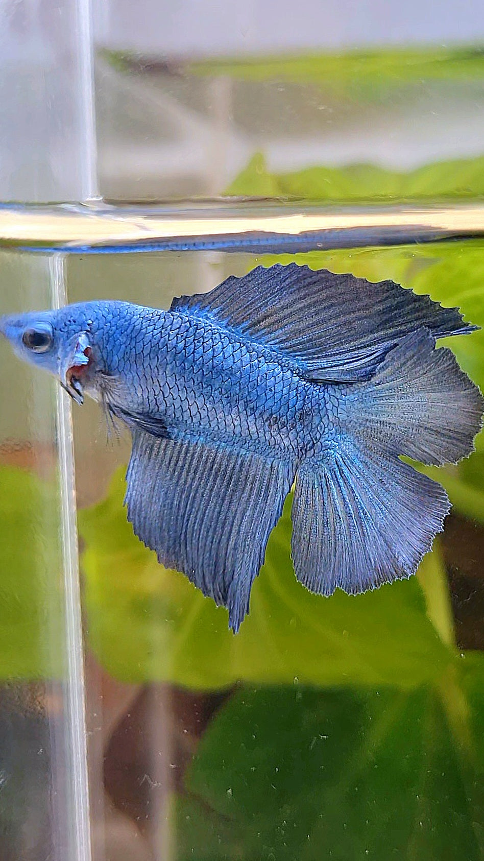 HALFMOON DOUBLE TAIL BLUE BETTA FISH