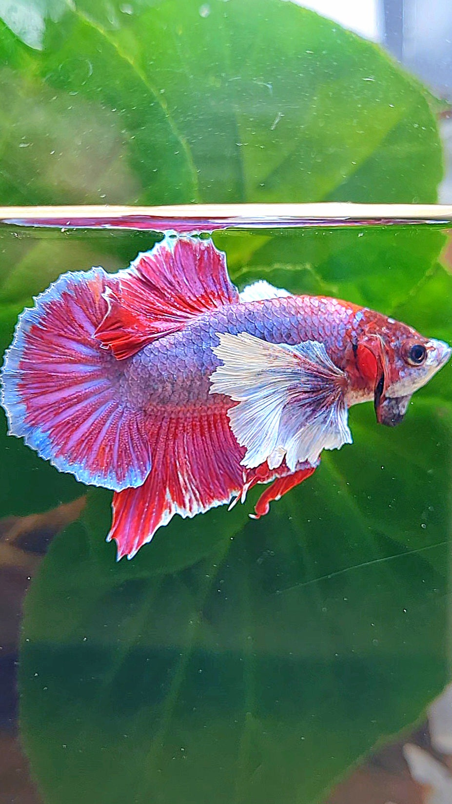 PLAKAT DUMBO EAR PURPLE MASCOT BETTA FISH