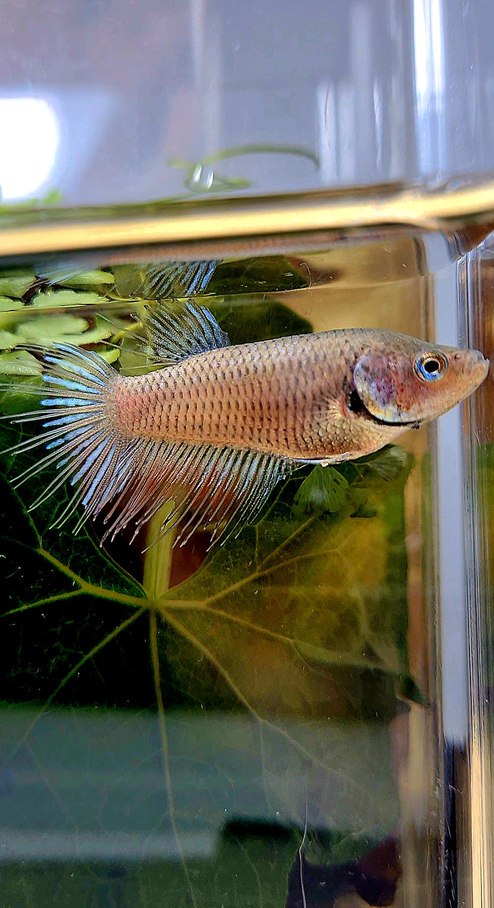 FEMALE CROWNTAIL BETTA FISH