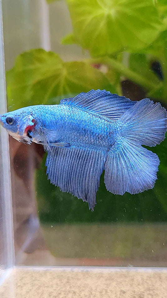 HALFMOON DOUBLE TAIL BLUE BETTA FISH